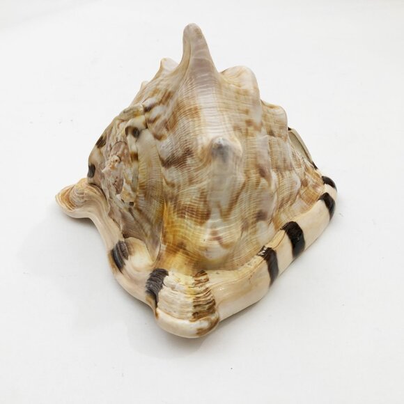 Horned Tiger Striped Conch Shell 7x5x5 inches Vintage large - Picture 4 of 7